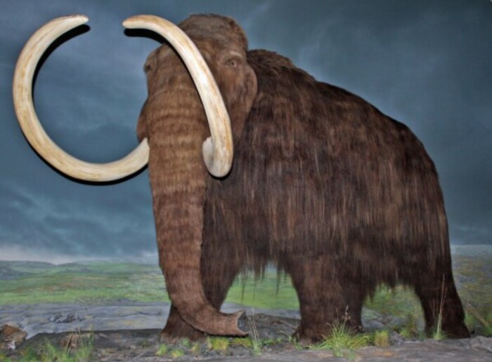 Woolly Mammoth : जगातून हा प्राणी नामशेष झाला असून याला वैज्ञानिक भाषेत Mammuthus primigenius देखील म्हटले जाते. 7500 हजार वर्षांपूर्वी हा नामशेष झाला असून शिकारीबरोबरच तापमानवाढीमुळे देखील हा प्राणी नामशेष झाल्याचे सांगण्यात येते. 