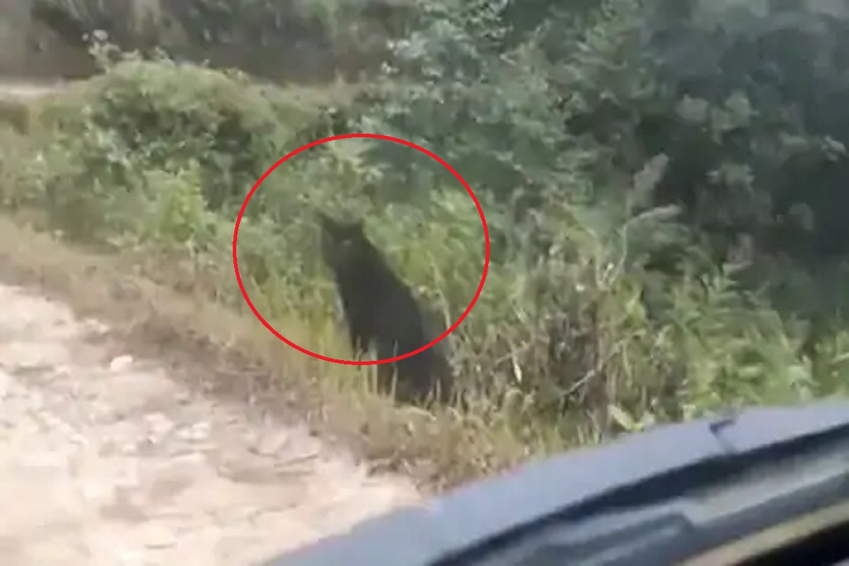 कारला पाहताच क्षणी थांबला ब्लॅक पँथर, पुढे काय झालं पाहा VIDEO