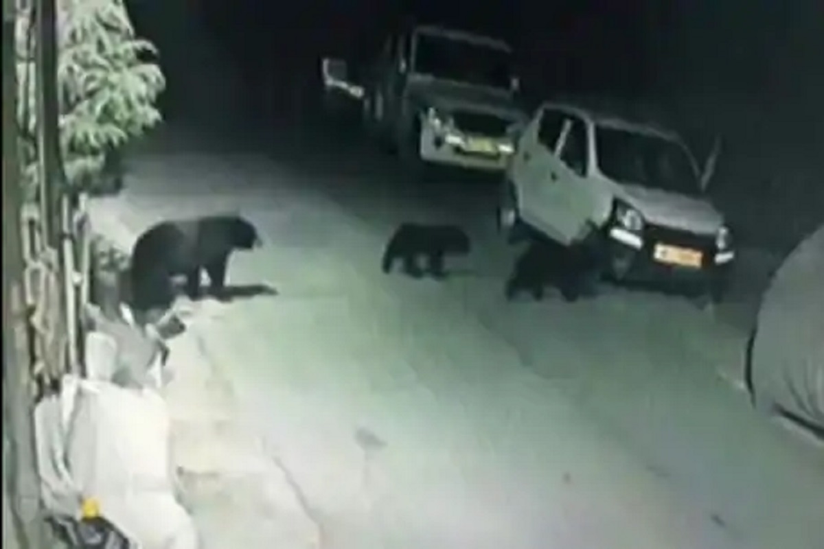 जंगल सोडून अस्वल कुटुंबासह शहरात आलं वस्तीला, VIDEO पाहून नागरिकांची वाढली धडधड