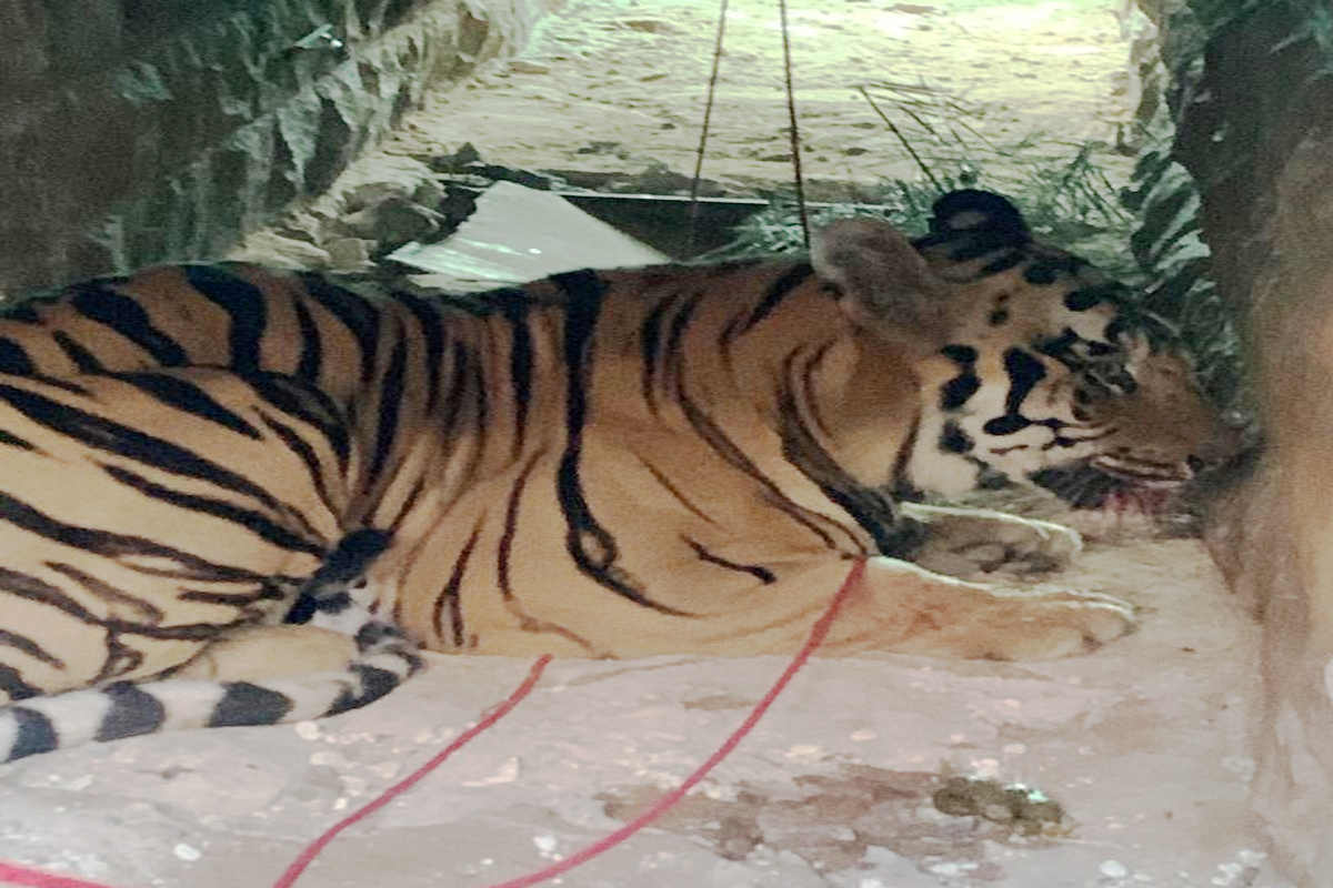 आठ गावकऱ्यांना ठार मारणारा RT1 वाघ अखेर जेरबंद, नागरिकांनी घेतला सुटकेचा नि:श्वास