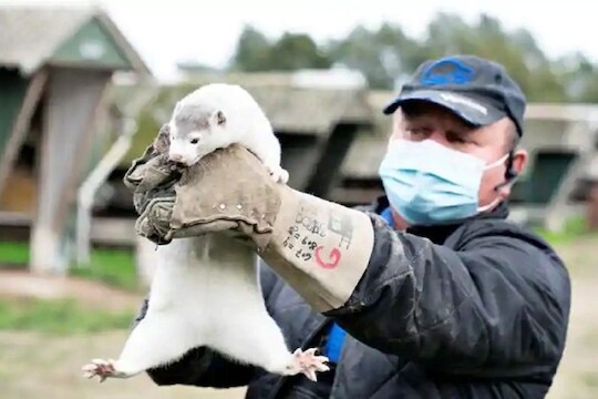 धक्कादायक! अमेरिकेत माणसांकडून प्राण्यांमध्ये कोरोनाचा फैलाव? 10,000 मृत्यू, लक्षणंदेखील सारखीच