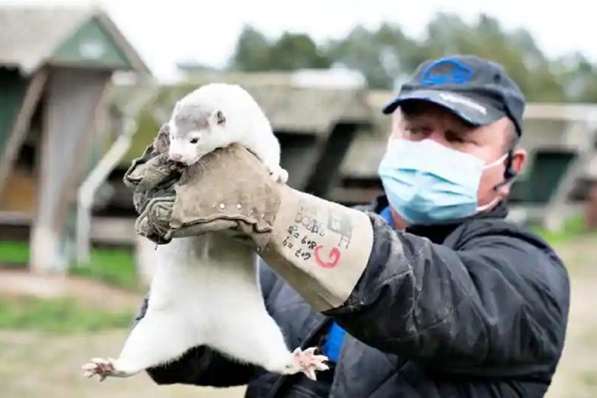 धक्कादायक! अमेरिकेत माणसांकडून प्राण्यांमध्ये कोरोनाचा फैलाव? 10,000 मृत्यू, लक्षणंदेखील सारखीच