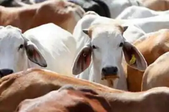 गोहत्या बंदी विधेयकामुळे मोठा गदारोळ; काँग्रेस नेत्याने विधान परिषदेत बिलाची प्रतचं फाडली