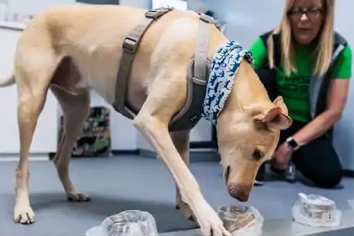 कोणतीही टेस्ट नाही, तर कुत्रा वासाद्वारे सांगणार तुम्ही पॉझिटिव्ह आहेत की नाही?