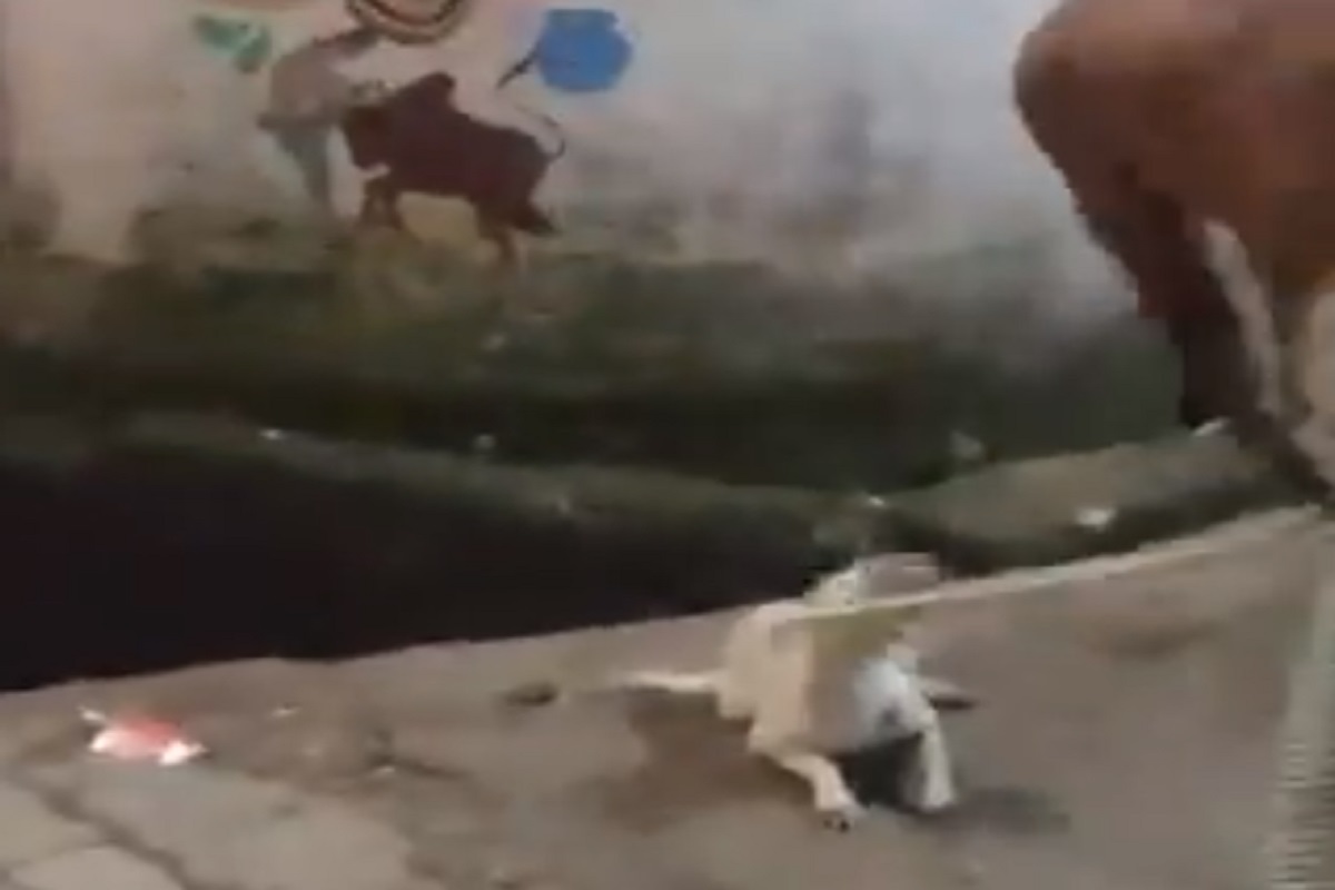 अमानुषतेचा कळस! कुत्र्याला मारहाण करतानाचा आणखी एक VIDEO समोर