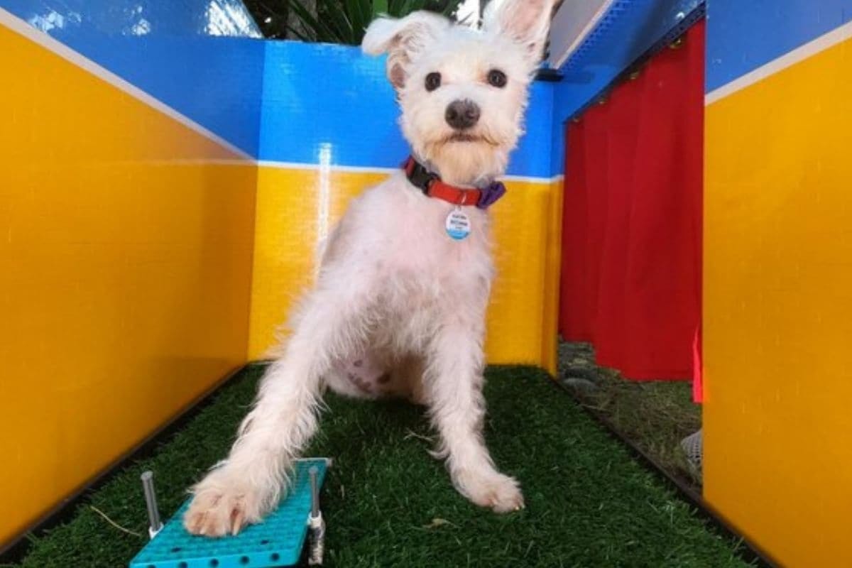 OMG !! चक्क पाळीव कुत्र्यासाठी महिलेनं उभारला Selfie Booth