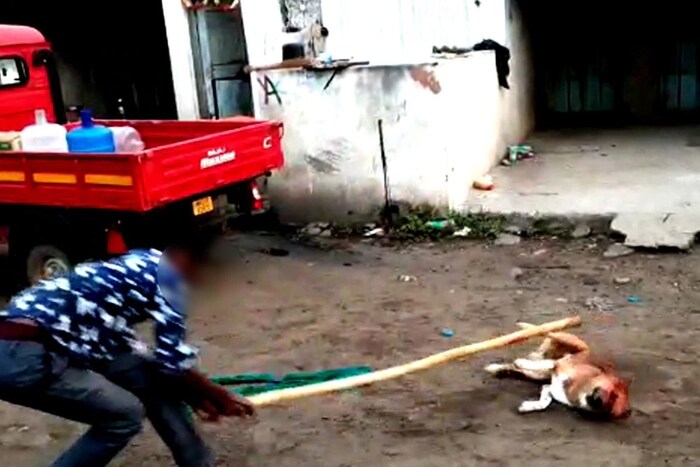 काठीने मारहाण केल्याचा व्हिडीओ व्हायरल झाल्यानंतर प्राणीप्रेमींनी याची पोलीस ठाण्यात तक्रार दाखल केली, त्यानंतर तरुणाने ताब्यात घेण्यात आले आहे. व्हिडीओ शूट करणाऱ्या तरुणालाही पोलिसांनी ताब्यात घेतले आहे. 
