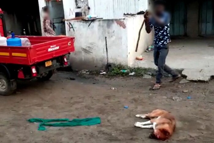 व्हायरल व्हिडीओमध्ये एक अल्पवयीने तरुणाने अत्यंत क्रुरपणे कुत्र्याला काठीने मारलं. कुत्र्याला काठीने इतकं मारलं की कुत्र्याचे डोळेच बाहेर आले. आणि तो काही विरोधही करू शकला नाही..की पळून जाऊ शकला. 