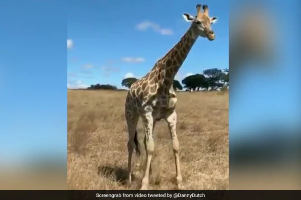 शेवटी पोटाचा प्रश्न आहे! गवत खाण्यासाठी जिराफाचा जुगाड, 90 लाखांहून जास्त वेळा पाहिला गेला VIDEO