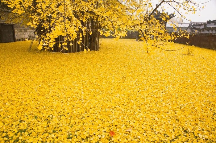 या सोनेरी झाडाला  Ginkgo Tree असं म्हणतात.