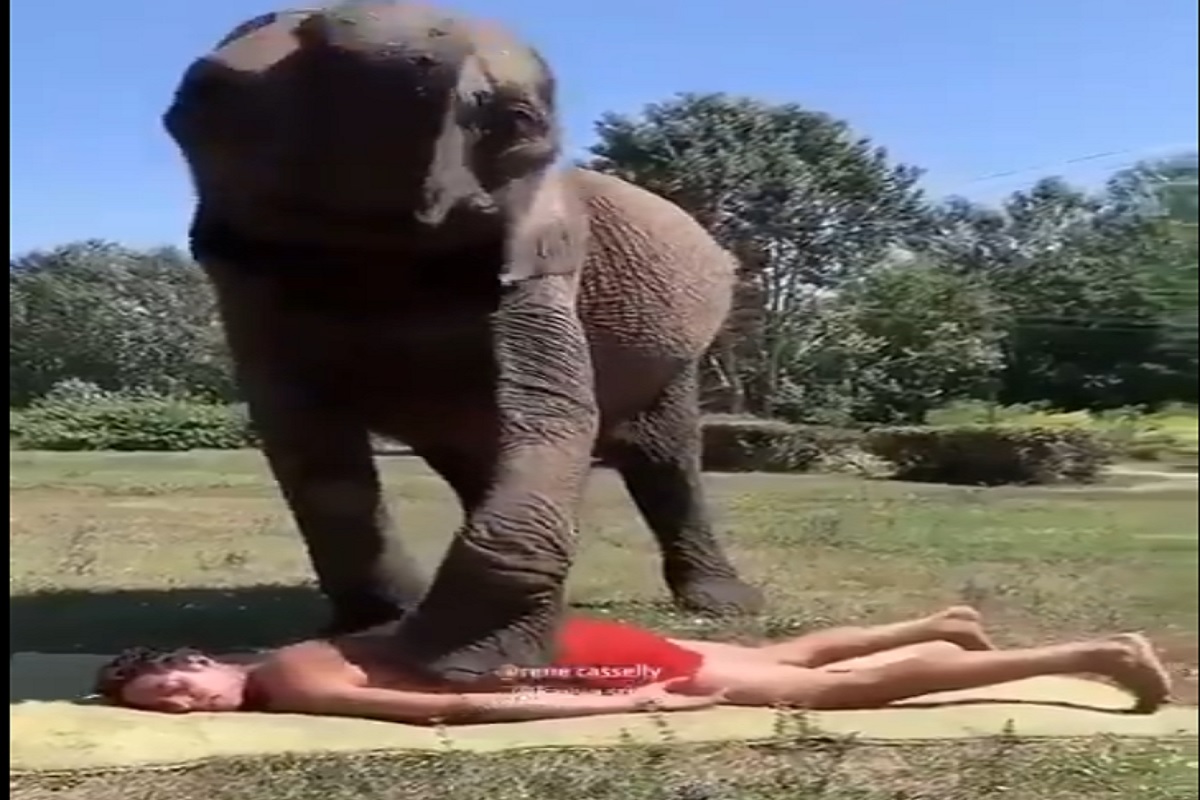 हाथी मेरे साथी! हत्तीनं केला मजेशीर Body Massage, सोशल मीडियावर VIDEO VIRAL