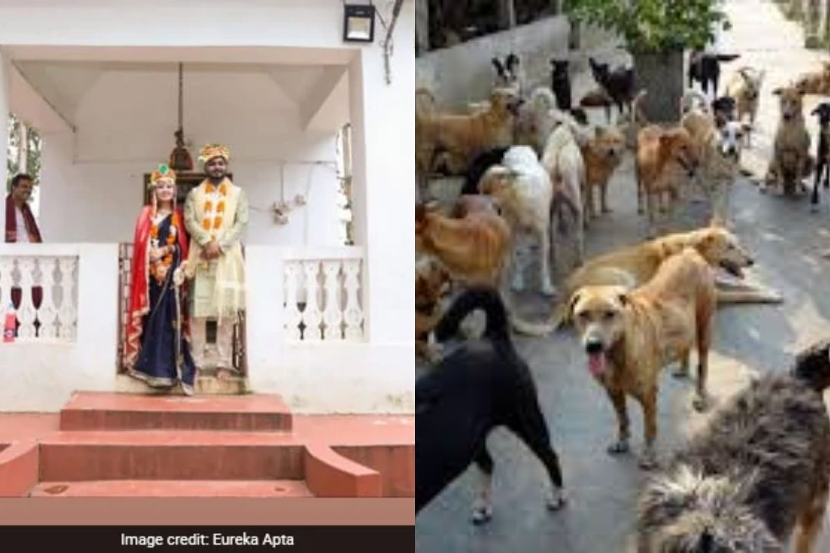 मंदिरात केला छोटेखानी लग्नसोहळा; तब्बल 500 भटक्या कुत्र्यांसह नवदाम्पत्याच प्रीतीभोजन