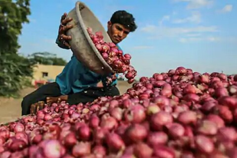 कांद्याचा भाव कमी करण्यासाठी सरकारकडून विविध पावलं उचलली जात आहेत. दरम्यान देशातील विभिन्न भागात कांद्याच्या दरात (Onion Price) बरीच तफावत पाहायला मिळत आहे. काही राज्यात कांद्याने शंभरी गाठली आहे.
