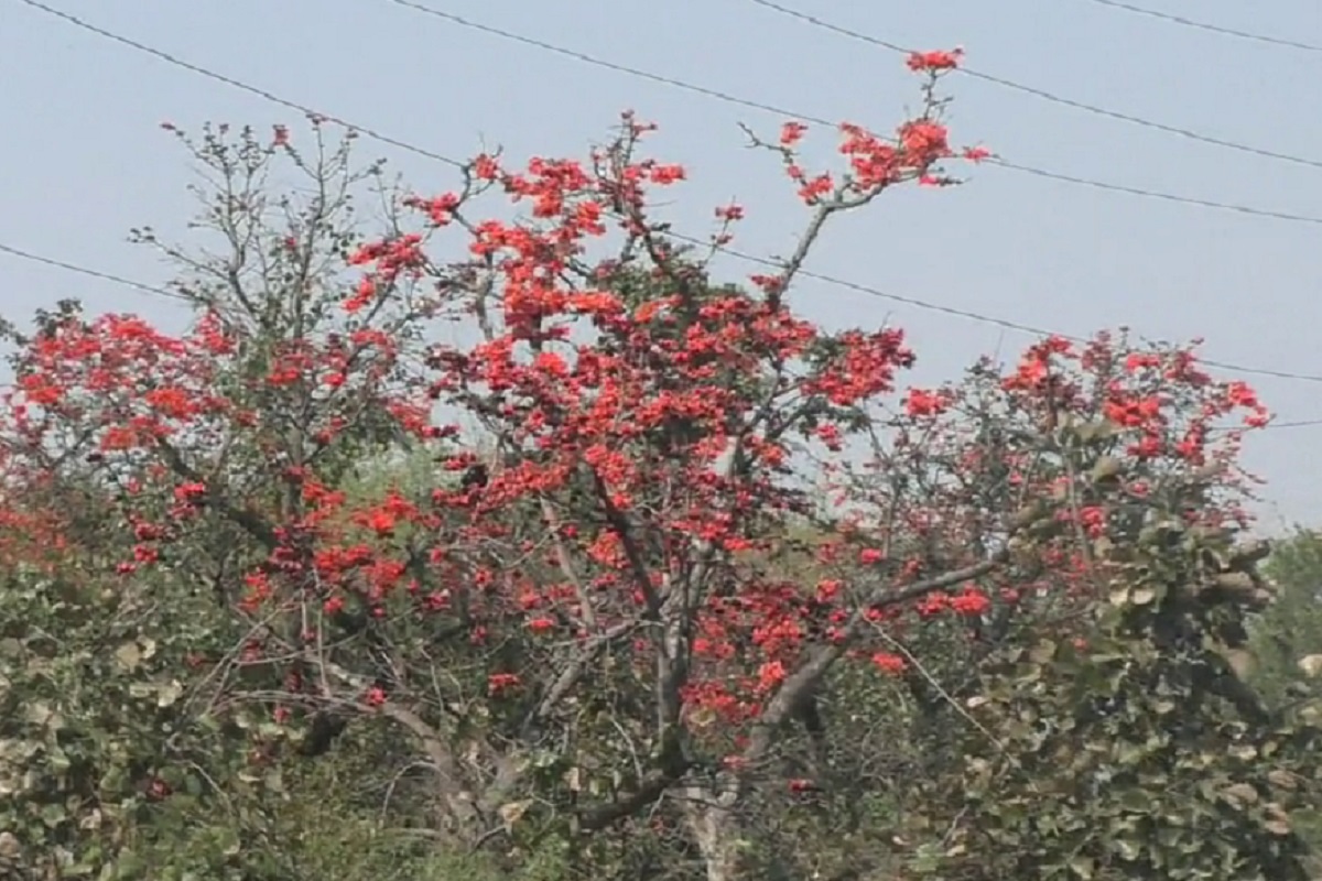 मधुमेही आणि किडनी स्टोन असलेल्यांसाठी औषध आहेत पळसाची फुलं; असा करा वापर