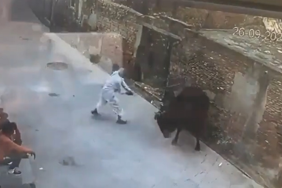 भररस्त्यात वृद्धानं काढली बैलाची खोड, पुढे काय झालं पाहा थरारक VIDEO