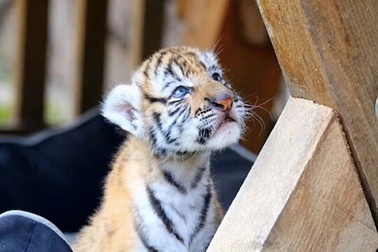 बापरे! 5 लाखांना ऑनलाइन विकत घेतली मांजर, बॉक्स उघडला तर त्यात होता वाघाचा बछडा