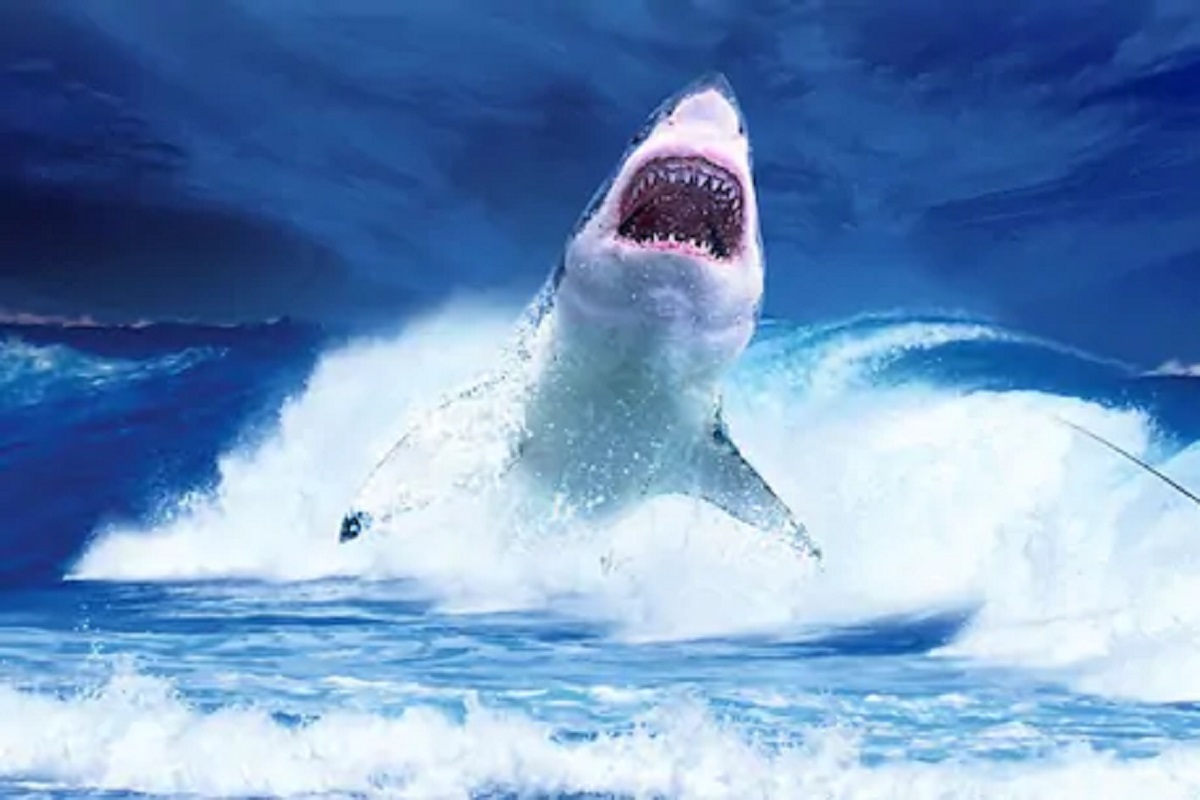 बापरे! लग्नासाठी द्यावी लागते विचित्र परीक्षा; थेट Whale च्या जबड्यात घालावा लागतो हात