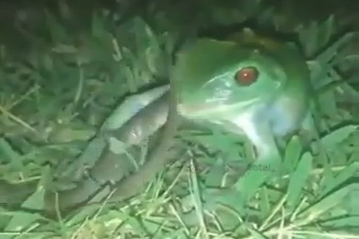 बाप रे! चक्क इवल्याशा बेडकानं गिळला भलामोठा साप, विश्वास बसत नाही तर पाहा VIDEO