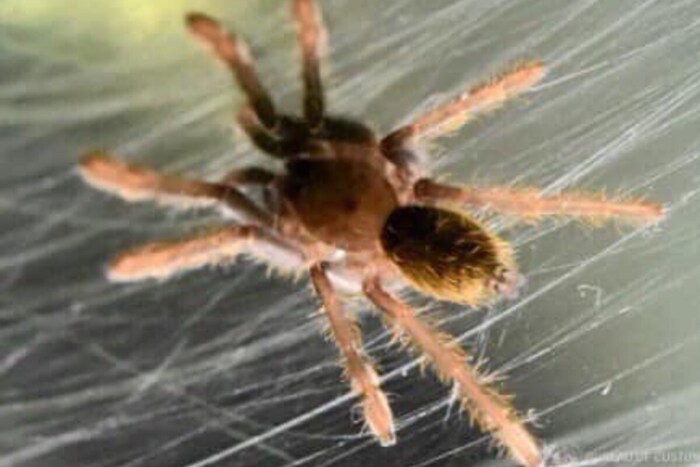 टॅरेंटुला (Tarantula) कोळी अतिशय विषारी असतो. फिलिपिन्स निनॉय एक्विनो इंटरनॅशनल एयरपोर्टवर कस्टम अधिकाऱ्यांनी एका बूटांच्या बॉक्समधून हे जिवंत कोळी जप्त केले. (Pic- Bureau of Customs PH)