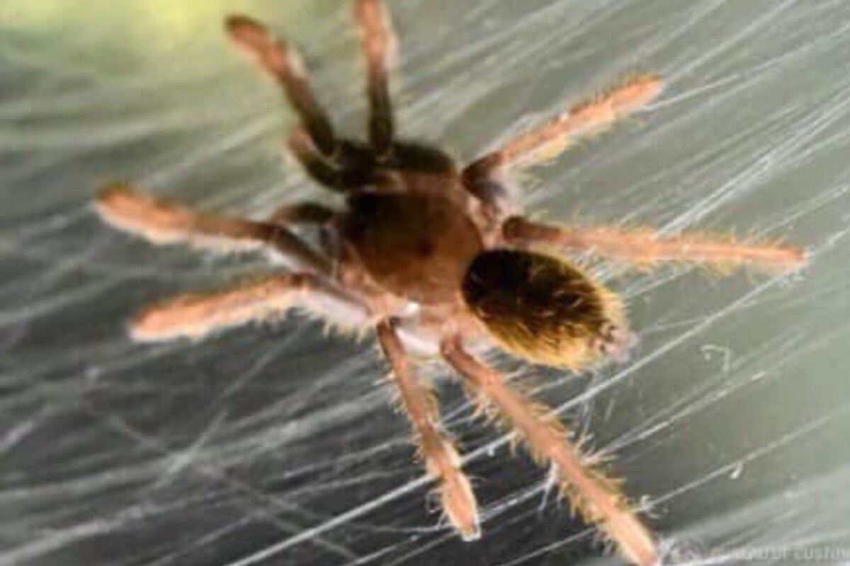टॅरेंटुला (Tarantula) कोळी अतिशय विषारी असतो. फिलिपिन्स निनॉय एक्विनो इंटरनॅशनल एयरपोर्टवर कस्टम अधिकाऱ्यांनी एका बूटांच्या बॉक्समधून हे जिवंत कोळी जप्त केले. (Pic- Bureau of Customs PH)