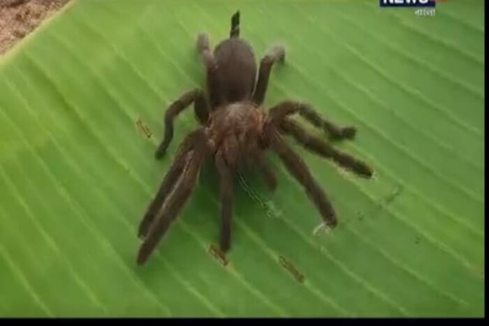 टॅरेंटुलाची जगभरात मोठी तस्करी केली जाते. (Pic- Bureau of Customs PH)
