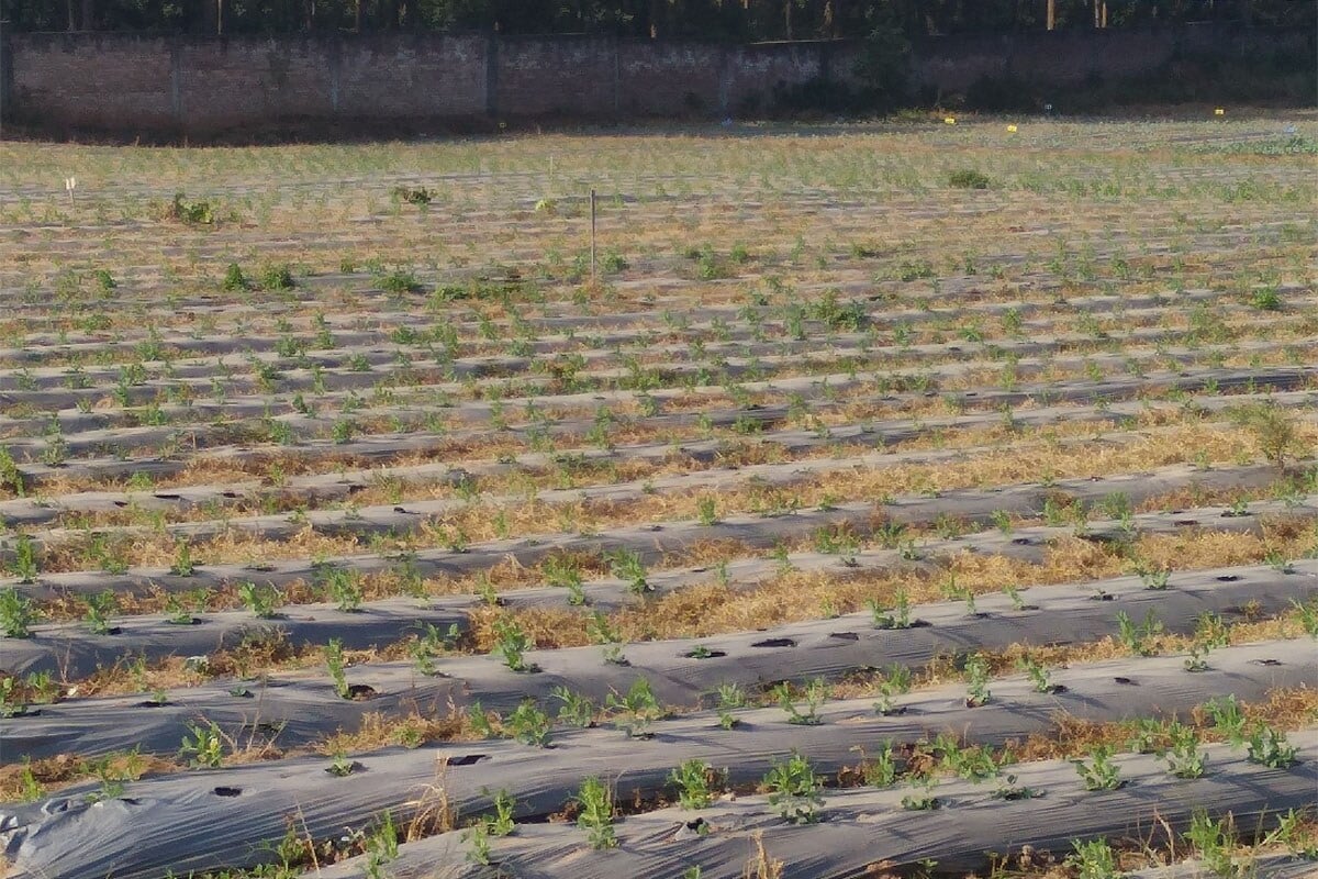 धोनीचे अॅग्रीकल्चरल कन्सटंट रोशन कुमार यांनी सांगितलं की, धोनीच्या नेट हाऊसमध्ये सीडलिंग करुन रोपटी लावली जातात. त्यानंतर ही रोपटी फार्म हाऊसमध्ये वेगवेगळ्या ठिकाणी लावली जातात. धोनीचे अॅग्रीकल्चरल कन्सटंट रोशन कुमार यांनी सांगितलं की, धोनीच्या नेट हाऊसमध्ये सीडलिंग करुन रोपटी लावली जातात. त्यानंतर ही रोपटी फार्म हाऊसमध्ये वेगवेगळ्या ठिकाणी लावली जातात.