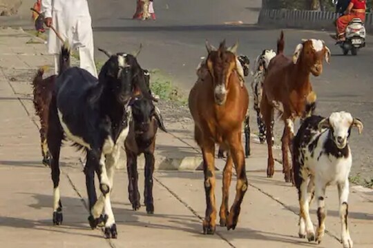 OMG! वडिलांचं स्वप्न पूर्ण करण्यासाठी मुलांची सुरू केली बकऱ्यांची चोरी