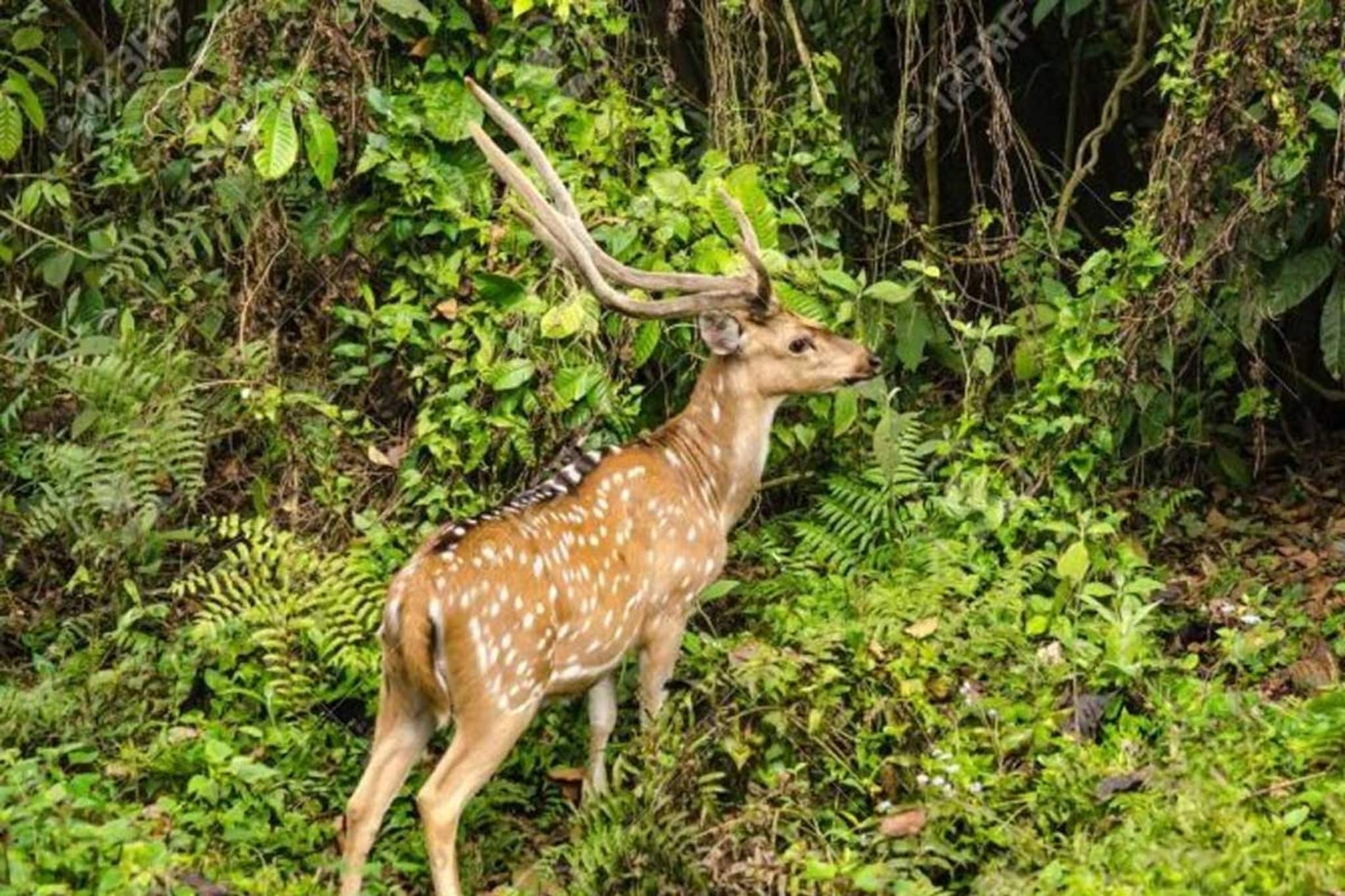 धक्कादायक प्रकार! पुण्यात हरणाची शिकार, कत्तल करणार तितक्यात...