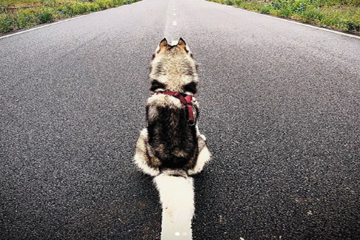 Photo credits: huskyindia0