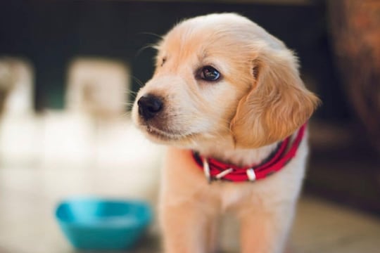 मुलाच्या जाचाला कंटाळून बळीराजानं पत्नी आणि श्वानाच्या नावावर केली संपत्ती