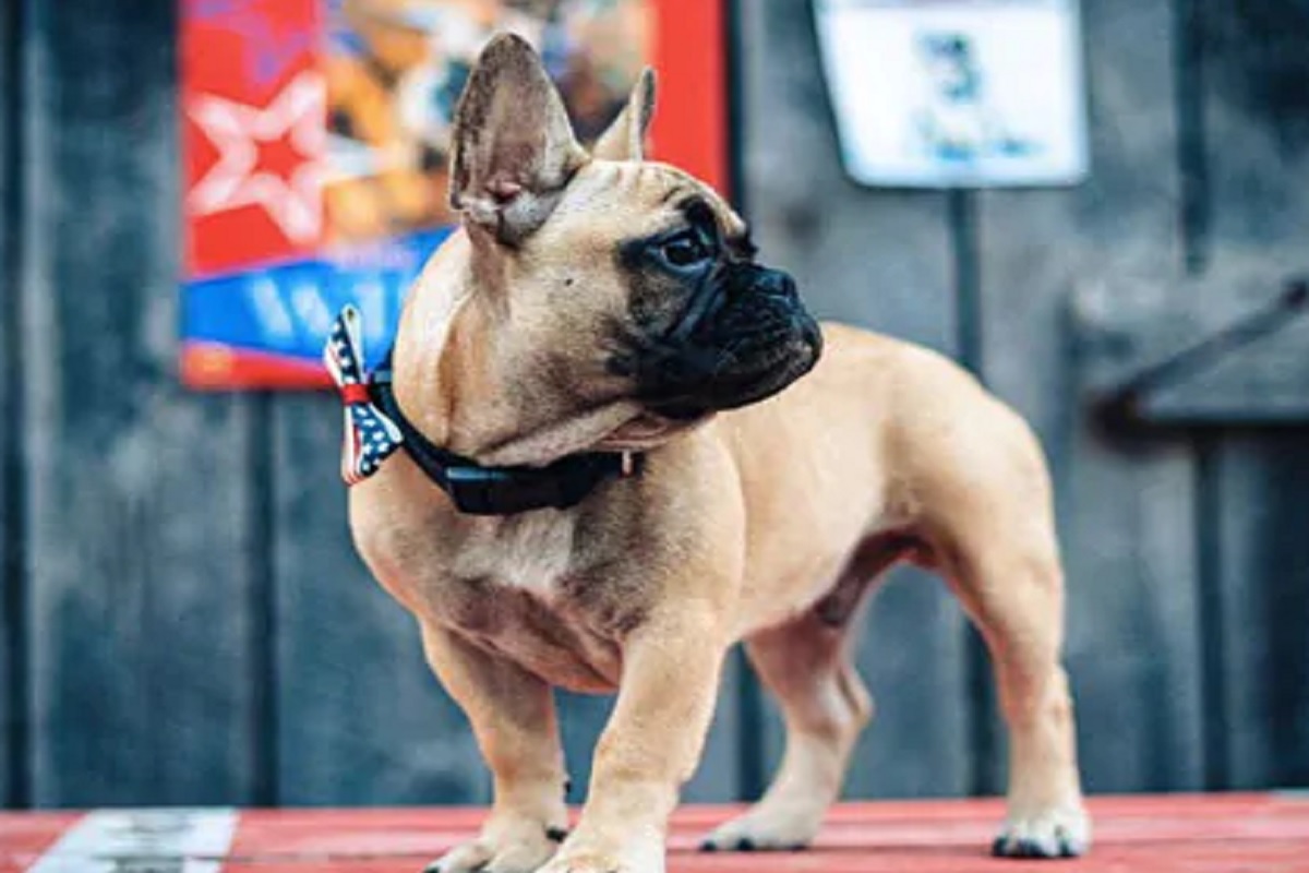 या सेलिब्रिटीचे 2 Dogs चोरीला; जो शोधेल त्याला मिळणार तब्बल 3 कोटी