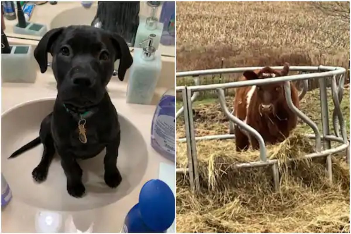 प्राणीपालकांनी लाडक्या-खोडकर प्राण्यांचे चाळे प्रसिद्ध करण्यासाठी काय केलं पाहा...