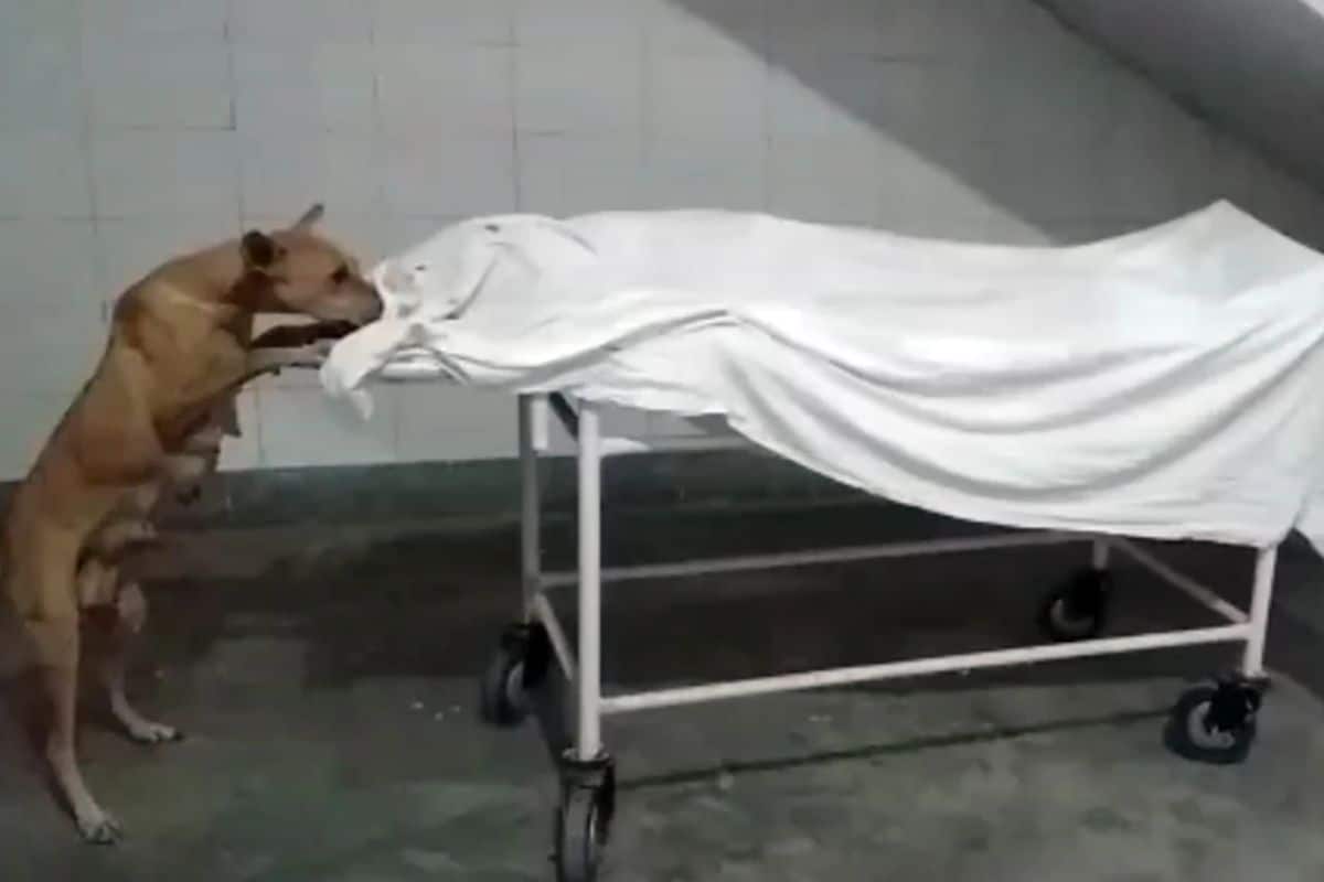रुग्णालय परिसरात स्ट्रेचरवर ठेवलेल्या मुलीचा मृतदेह कुत्रा खात होता. हे हृदयविदारक दृष्य पाहून रुग्णालयातील लोकांना जबरदस्त धक्का बसला. काही लोकांनी मोबाईलवरून याचा व्हिडिओ बनवला. त्याचबरोबर सीएमओने या प्रकरणी त्वरित चौकशीचे आदेश दिले आहेत. रुग्णालय परिसरात स्ट्रेचरवर ठेवलेल्या मुलीचा मृतदेह कुत्रा खात होता. हे हृदयविदारक दृष्य पाहून रुग्णालयातील लोकांना जबरदस्त धक्का बसला. काही लोकांनी मोबाईलवरून याचा व्हिडिओ बनवला. त्याचबरोबर सीएमओने या प्रकरणी त्वरित चौकशीचे आदेश दिले आहेत.