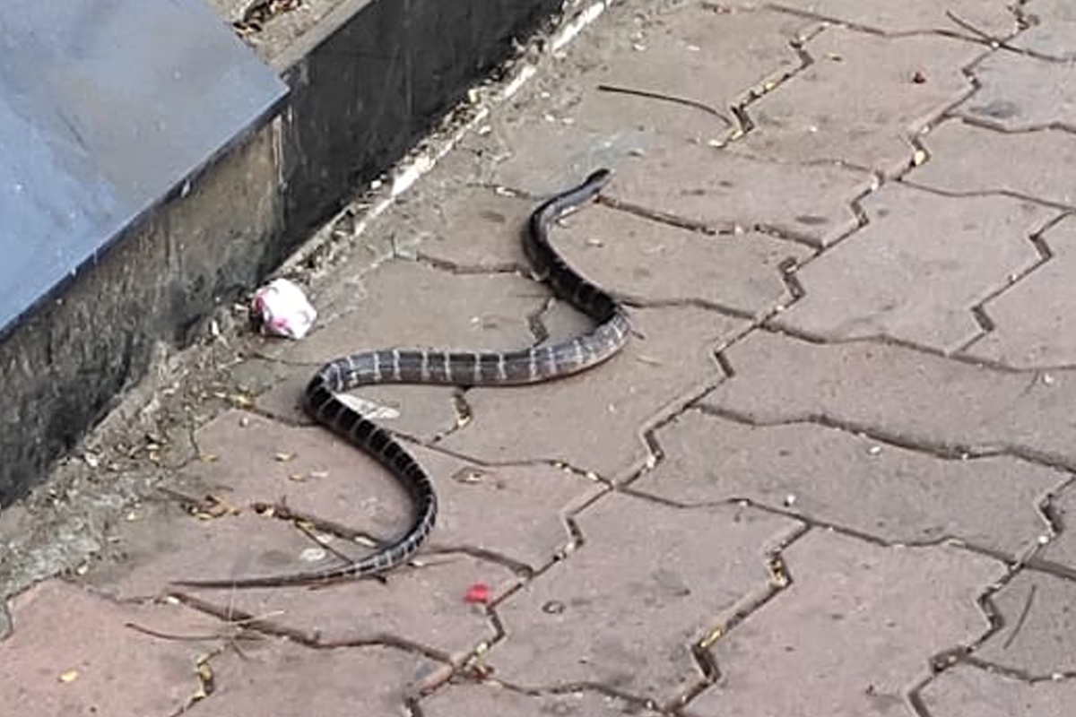 डोंबिवलीत शिवरायांच्या पुतळ्याजवळ आढळला सर्वात विषारी साप, VIDEO