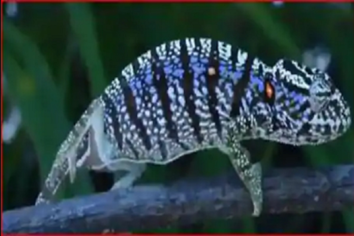 107 वर्षांनंतर दिसला हा अनोखा सरडा; सोशल मीडियावर VIDEO VIRAL