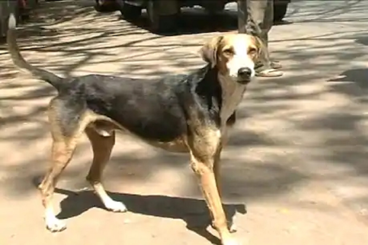 क्रौर्याचा कळस! या मुक्या जीवाला काठीने इतकं मारलं की गेला जीव; VIDEO मध्ये कैद झाले आरोपी