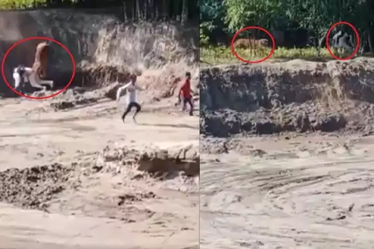 रस्ता भटकलेल्या वाघानं केला लोकांवर हल्ला, जीव वाचवण्यासाठी खड्ड्यात मारली उडी तर...; पाहा थरारक VIDEO