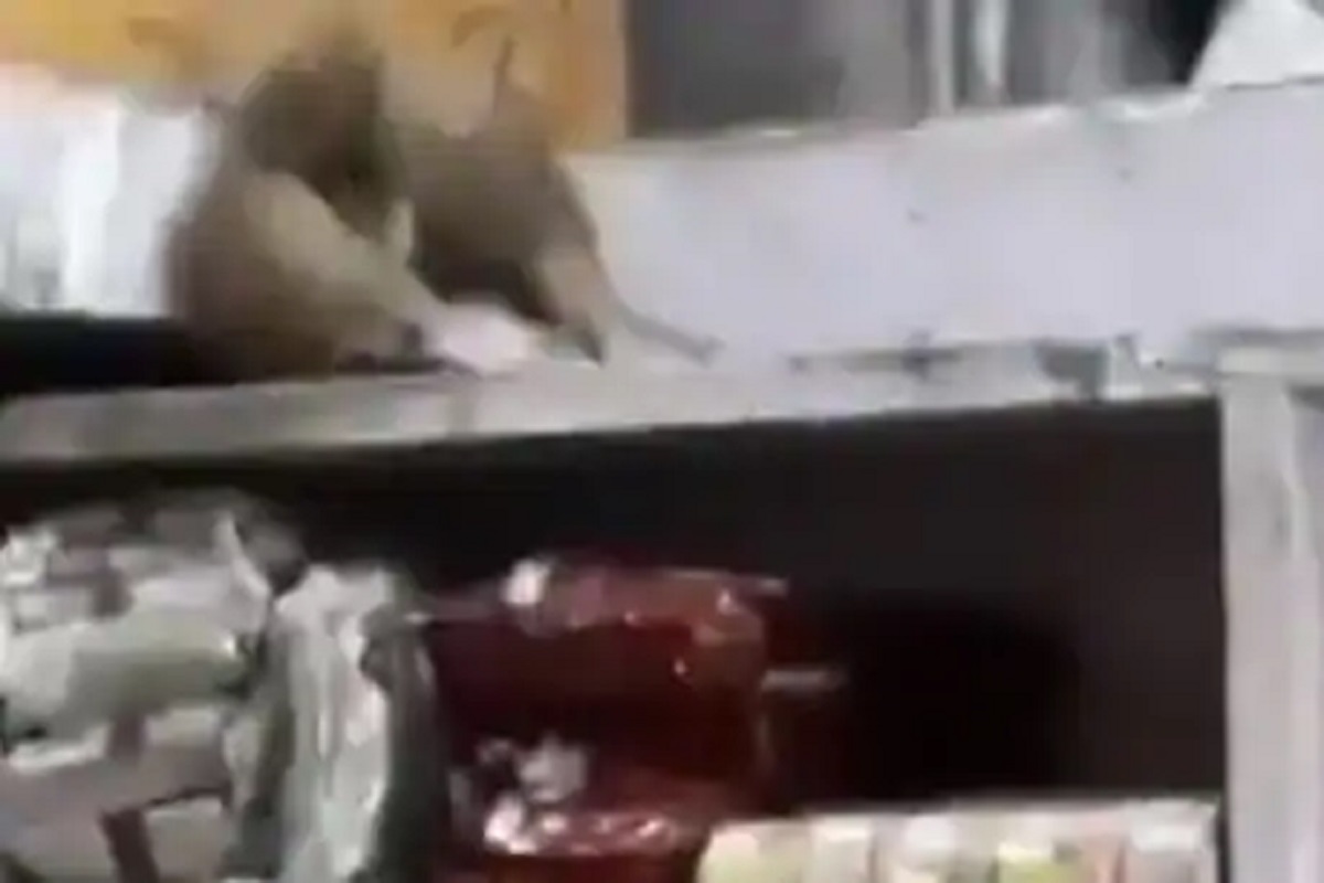 असा WWF चा थरार तुम्ही कधी पाहिला नसेल, 2 उंदरांमधल्या भांडणाचा दुर्मीळ VIDEO