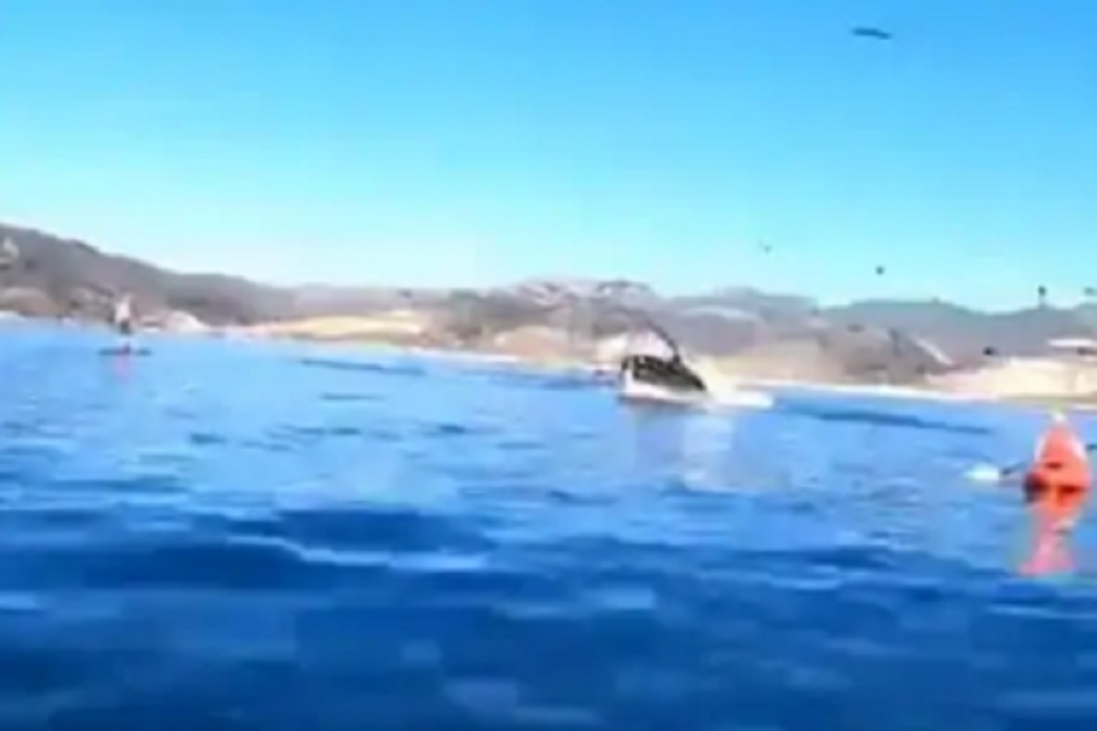 बोटीत बसलेल्या महिलांवर व्हेलचा अचानक हल्ला; VIRAL VIDEO मध्ये पाहा पुढे नेमकं काय झालं...