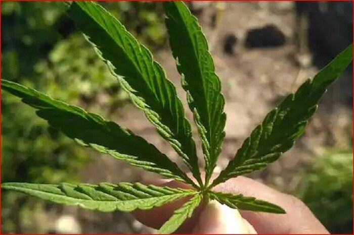 45 वर्षीय तान्या लेवर्टीने एका कोरियन कुटुंबाला आपलं घर भाड्याने दिलं होतं. त्यानंतर ती आपल्या बॉयफ्रेंडसोबत फॉरेन टूरसाठी निघाली. पण काही दिवसांनंतर तिला माहिती मिळाली की, तिच्या घराबाहेर मोठे पाईप दिसत आहेत. अशी माहिती मिळताच ती, आपल्या घरी आली आणि समोर जे पाहिलं त्याने ती थक्कच झाली. (फोटो सौ. शिफा खान/ news18)