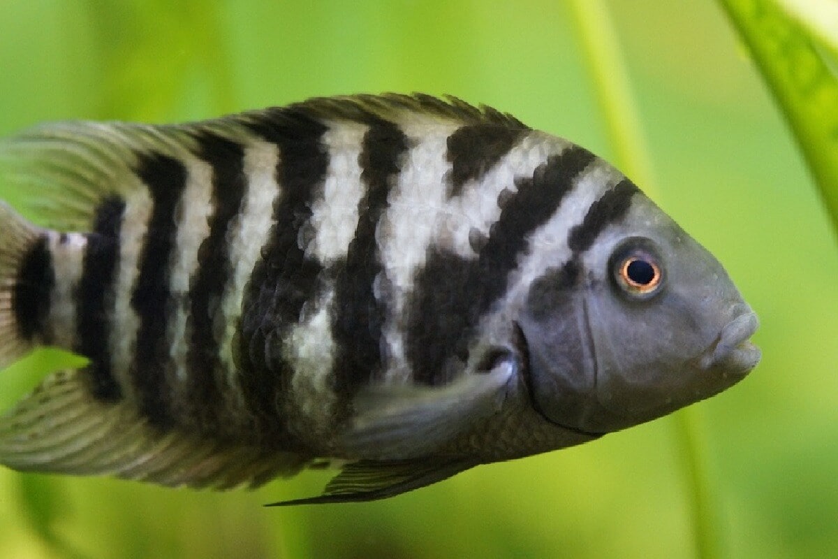माशांच्या (Fish) मेंदूचा (Brain) सोशल डिस्टन्सिंगशी जवळचा संबंध आहे. एका आंतरराष्ट्रीय संशोधनानुसार माश्यांच्या मेंदूत असा एक पदार्थ असतो की जो आसपास दुसऱ्या जीवांची उपस्थिती (Presence) आहे याची जाणीव करुन देतो. झेब्राफिशवर (ZebraFish ) केलेल्या संशोधनातून कोविड -19 (Covid-19)च्या पार्श्वभूमीवर आवश्यक सोशल डिस्टन्सिंगची मानसिकता आणि त्याचा प्रभाव याविषयी अधिक माहिती मिळते. (संग्रहित छायाचित्र : Pixabay) माशांच्या (Fish) मेंदूचा (Brain) सोशल डिस्टन्सिंगशी जवळचा संबंध आहे. एका आंतरराष्ट्रीय संशोधनानुसार माश्यांच्या मेंदूत असा एक पदार्थ असतो की जो आसपास दुसऱ्या जीवांची उपस्थिती (Presence) आहे याची जाणीव करुन देतो. झेब्राफिशवर (ZebraFish ) केलेल्या संशोधनातून कोविड -19 (Covid-19)च्या पार्श्वभूमीवर आवश्यक सोशल डिस्टन्सिंगची मानसिकता आणि त्याचा प्रभाव याविषयी अधिक माहिती मिळते. (संग्रहित छायाचित्र : Pixabay)