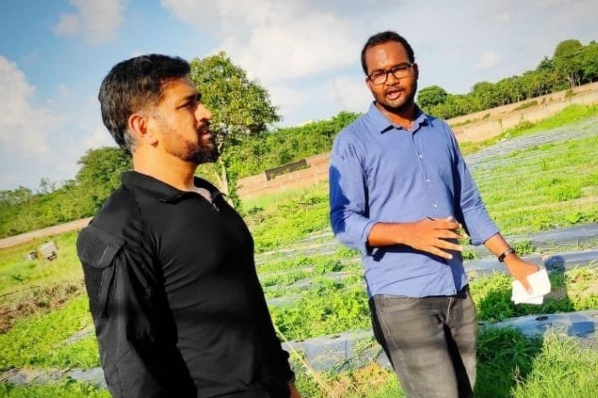 धोनीच्या फार्म हाऊसवर सध्या मटाराची शेती सुरू आहे. बुधवारी पहिल्यांदाच धोनीची आवडती भाजी असलेल्या मटाराची तोडणी करण्यात आली. धोनीच्या फार्म हाऊसवर सध्या मटाराची शेती सुरू आहे. बुधवारी पहिल्यांदाच धोनीची आवडती भाजी असलेल्या मटाराची तोडणी करण्यात आली.