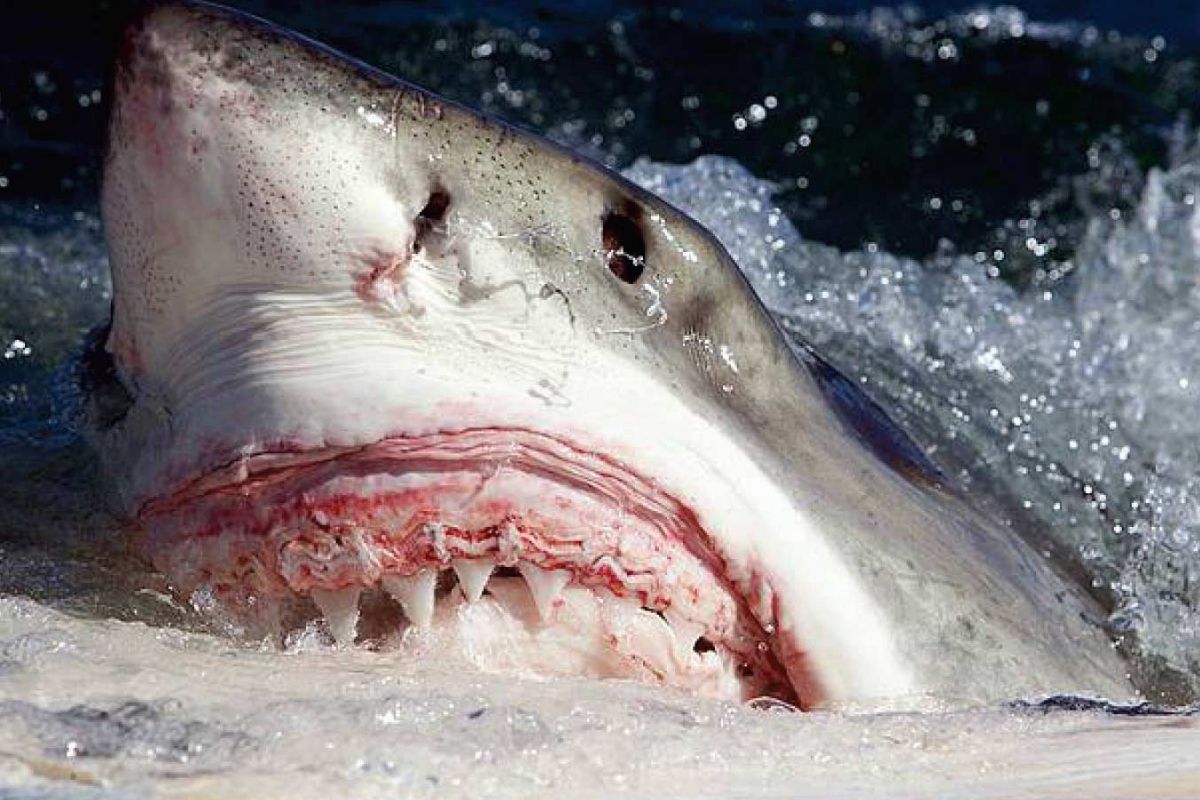 इतिहासामध्ये आजपर्यंत अनेक शार्क(Shark) हल्ले झालं असून यामधी अनेकांना आपला जीव गमवावा लागला आहे. फ्लोरिडामधील एका व्यक्तीवर झालेल्या शार्क हल्ल्यानंतर तो जखमी अवस्थेत घरी आला. या जीवघेण्या हल्ल्यात कसेबसे त्याचे प्राण वाचले. पण त्यानं सांगितलेला अनुभव थरकाप उडवणारा होता. असेच आतापर्यंतचे सर्वात भयानक शार्कचे हल्ले आणि त्याचे अनुभव वाचा... (फोटो: Oddee.com) इतिहासामध्ये आजपर्यंत अनेक शार्क(Shark) हल्ले झालं असून यामधी अनेकांना आपला जीव गमवावा लागला आहे. फ्लोरिडामधील एका व्यक्तीवर झालेल्या शार्क हल्ल्यानंतर तो जखमी अवस्थेत घरी आला. या जीवघेण्या हल्ल्यात कसेबसे त्याचे प्राण वाचले. पण त्यानं सांगितलेला अनुभव थरकाप उडवणारा होता. असेच आतापर्यंतचे सर्वात भयानक शार्कचे हल्ले आणि त्याचे अनुभव वाचा... (फोटो: Oddee.com)