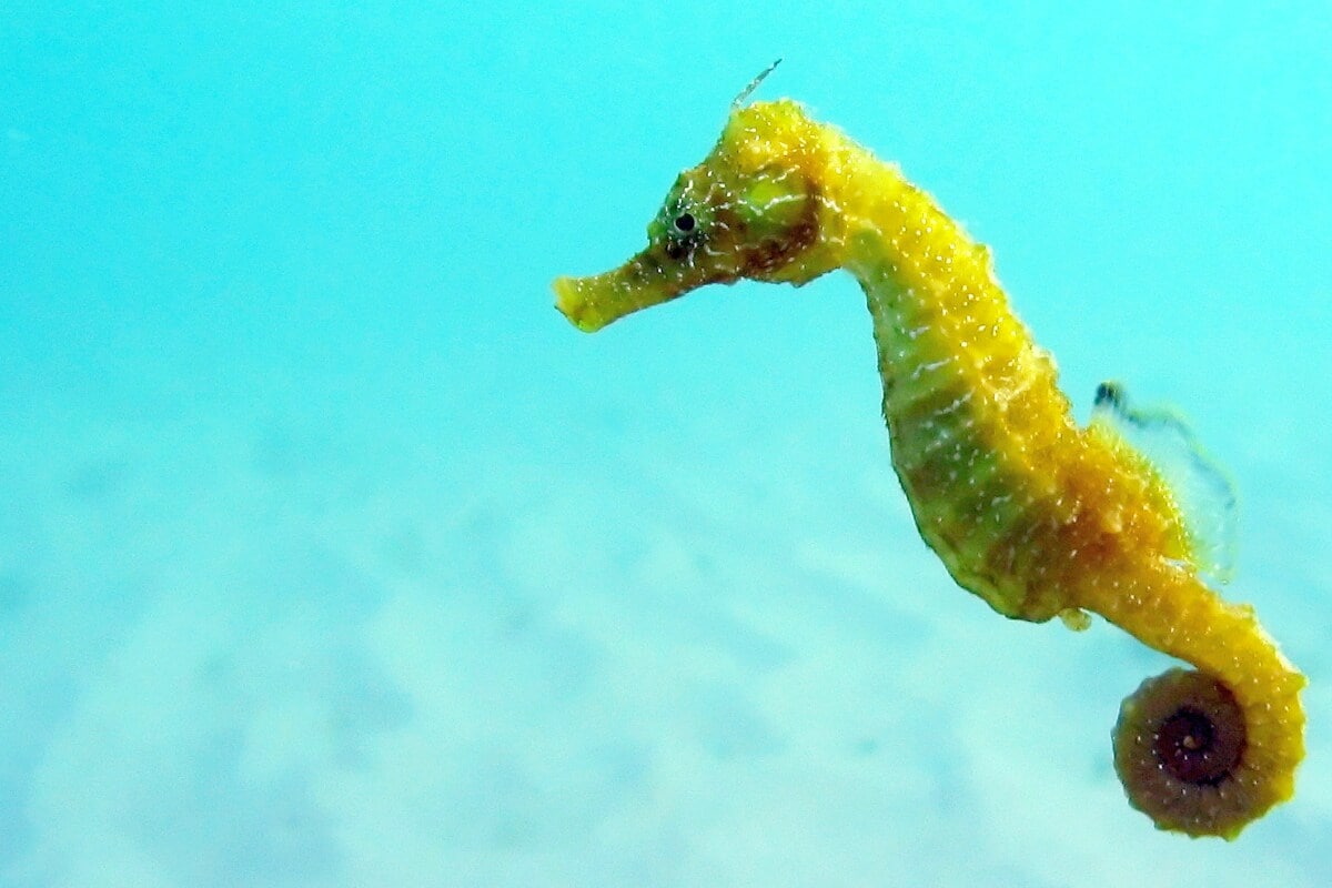 सीहॉर्स (Seahorse) म्हणजे पाणघोडा देखील रंग बदलण्यात तरबेज असून कोणत्याही संकटाच्या प्रसंगी तो रंग बदलतो. आपल्या भावना व्यक्त करताना देखील तो रंग बदलतो. त्याच्या शरीरात असणाऱ्या क्रोमेटोफोर्स (chromatophores) मूळ वेगाने रंग बदलण्यास मदत होते. अनेकदा शारीरिक संबंध ठेवताना देखील तो हळूहळू रंग बदलत असतो. सांकेतिक फोटो (pixabay) सीहॉर्स (Seahorse) म्हणजे पाणघोडा देखील रंग बदलण्यात तरबेज असून कोणत्याही संकटाच्या प्रसंगी तो रंग बदलतो. आपल्या भावना व्यक्त करताना देखील तो रंग बदलतो. त्याच्या शरीरात असणाऱ्या क्रोमेटोफोर्स (chromatophores) मूळ वेगाने रंग बदलण्यास मदत होते. अनेकदा शारीरिक संबंध ठेवताना देखील तो हळूहळू रंग बदलत असतो. सांकेतिक फोटो (pixabay)