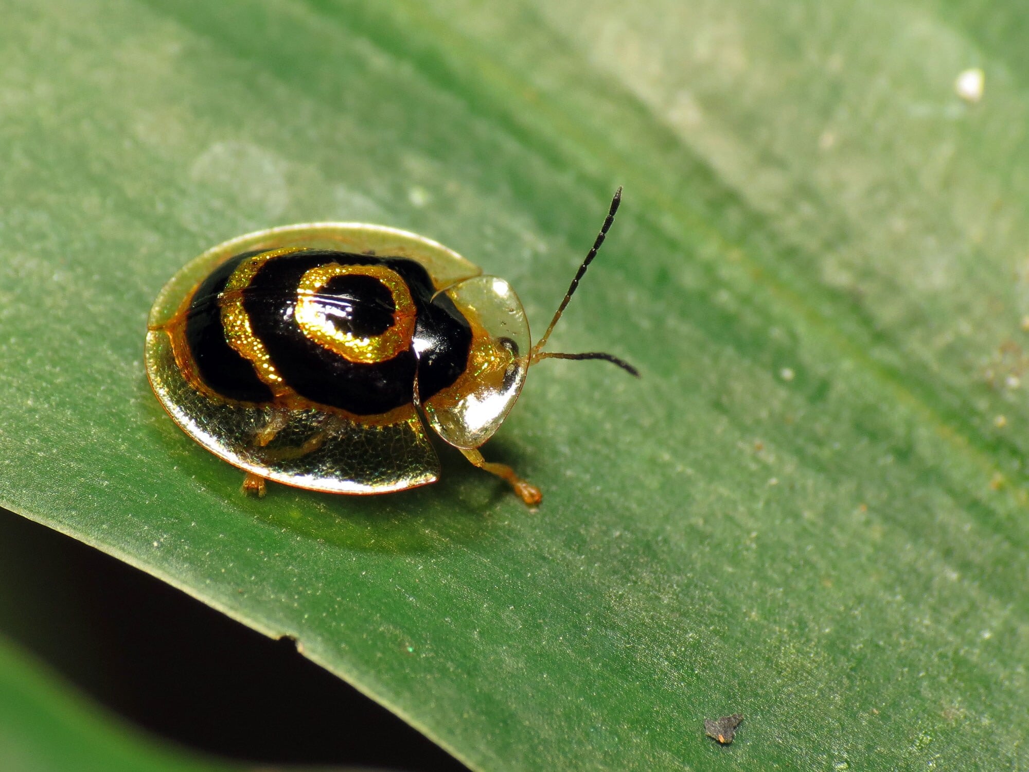 गोल्डन टॉरटॉइज बीटलला (Golden Tortoise Beetle) देखील रंग बदलता येतो. अनेकदा त्याला कुणी हात लावण्याचा प्रयत्न केल्यास तो रंग बदलतो. आजूबाजूच्या वातावरणाप्रमाणे रंग बदलून हा कीडा स्वतःला सुरक्षित करतो. साधारणपणे सोनेरी रंगाचा हा कीडा चमकदार लाल रंगामध्ये देखील दिसतो. सांकेतिक फोटो गोल्डन टॉरटॉइज बीटलला (Golden Tortoise Beetle) देखील रंग बदलता येतो. अनेकदा त्याला कुणी हात लावण्याचा प्रयत्न केल्यास तो रंग बदलतो. आजूबाजूच्या वातावरणाप्रमाणे रंग बदलून हा कीडा स्वतःला सुरक्षित करतो. साधारणपणे सोनेरी रंगाचा हा कीडा चमकदार लाल रंगामध्ये देखील दिसतो. सांकेतिक फोटो