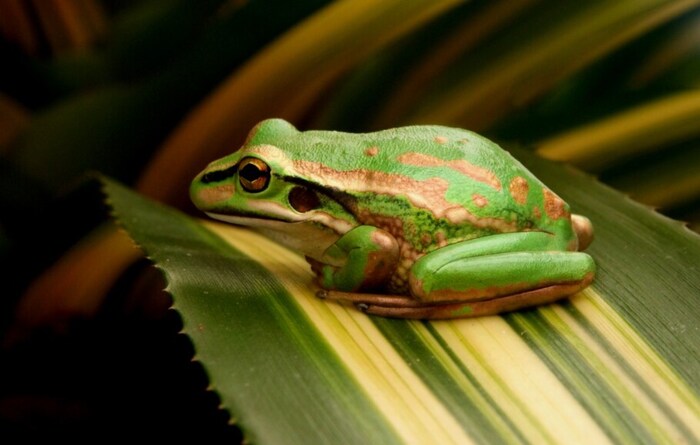 पॅसिफिक ट्री फ्रॉग(Pacific tree frog) हा देखील रंग बदलण्यात तरबेज आहे. आपल्या आजूबाजूला संकट आहे असं दिसल्यास हा बेडूक रंग बदलतो. उत्तर अमेरिकेत आढळणारा हा बेडूक आसपासच्या वातावरणाप्रमाणे रंग बदलण्यास सक्षम आहे. आपल्या चिकट पायांमुळे त्याला एका झाडावरून दुसऱ्या ठिकाणी आणि इतर गोष्टींवर जाण्यास मदत होते. सांकेतिक फोटो (pxhere)
