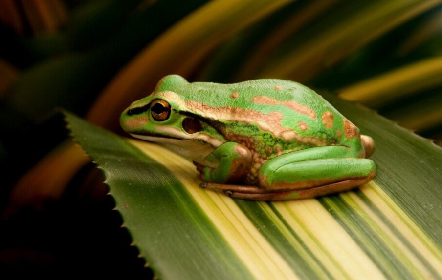पॅसिफिक ट्री फ्रॉग(Pacific tree frog) हा देखील रंग बदलण्यात तरबेज आहे. आपल्या आजूबाजूला संकट आहे असं दिसल्यास हा बेडूक रंग बदलतो. उत्तर अमेरिकेत आढळणारा हा बेडूक आसपासच्या वातावरणाप्रमाणे रंग बदलण्यास सक्षम आहे. आपल्या चिकट पायांमुळे त्याला एका झाडावरून दुसऱ्या ठिकाणी आणि इतर गोष्टींवर जाण्यास मदत होते. सांकेतिक फोटो (pxhere)