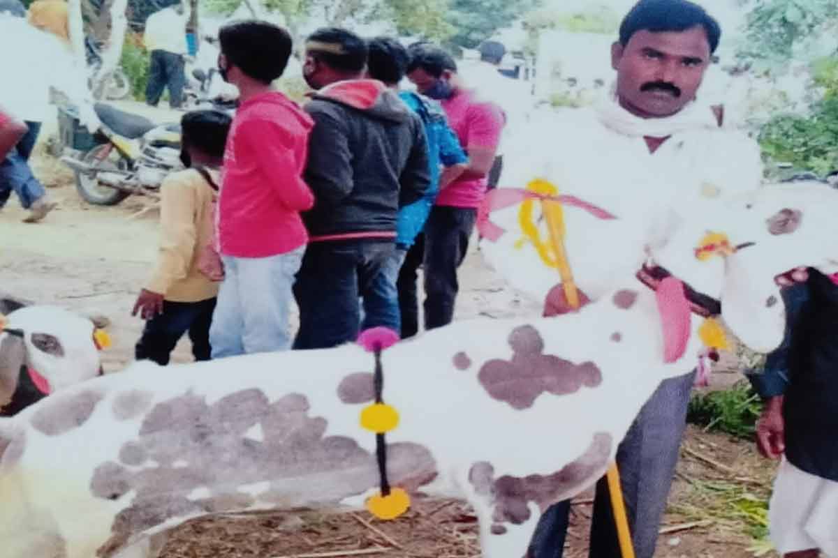 खळबळजनक! सांगलीतील आटपाटीतून 'त्या' 16 लाख रुपये बकऱ्याची चोरी