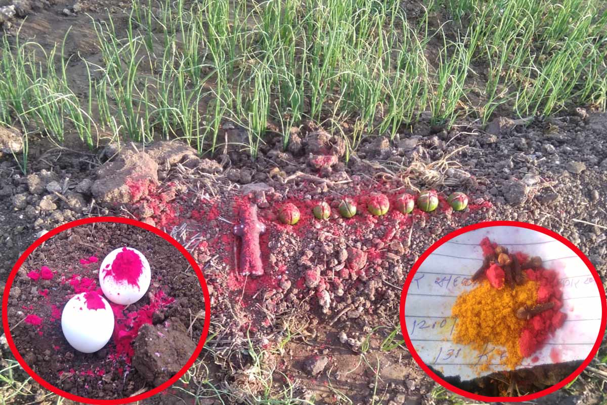 शेतातील उभ्या पिकासह शेतमालकावर केली करणी! पुण्यातील धक्कादायक प्रकार उघड