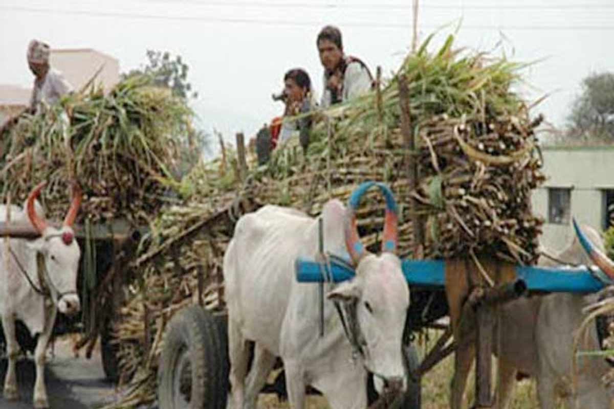 बीडमध्ये 'या' लोकनेत्याच्या कारखान्याबाहेर शेतकरी आक्रमक, गाळप बंदची दिली हाक
